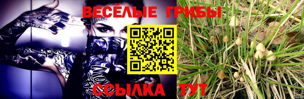 продажа наркотиков  Вход с VPN  Альметьевск  Псилоцибиновые грибы MAGIC MUSHROOMS  Галлюциногенные грибы Psilocybe 